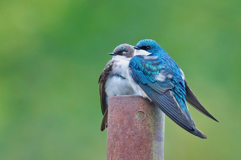 Tree Swallow Pair, Keeney Cove, Glastonbury, CT USA by Paul Danese is licensed under CC BY-SA 4.0.